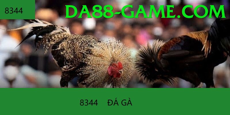 Cách Đọc Kèo Đá Gà - Máy chủ mới