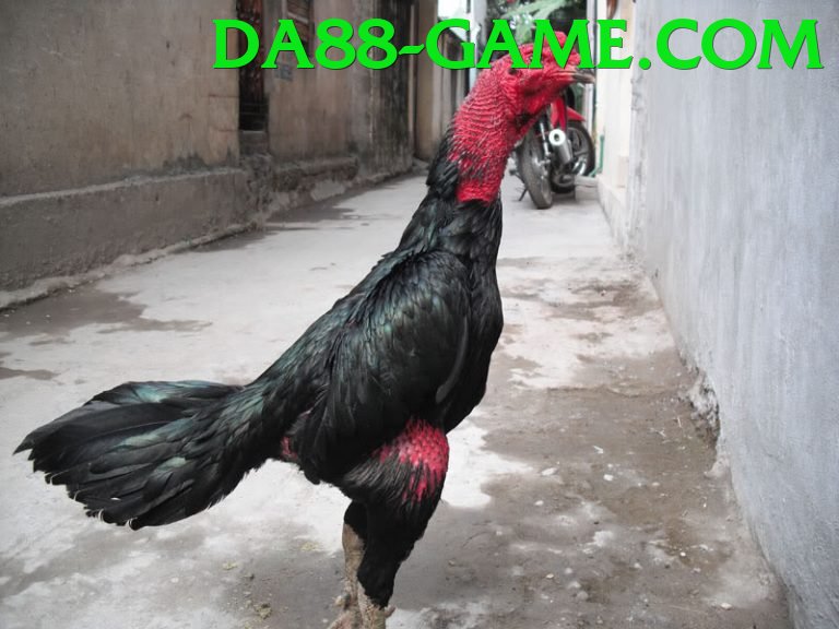 Đá Gà Trực Tiếp - da88 - Không lag